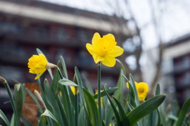 Halka açık bir bahçede sarı nergis çiçeklerine yakın çekim