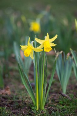 Halka açık bir bahçede sarı nergislere yakın çekim