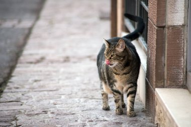 Sokakta yürüyen gri hamile kedinin portresi