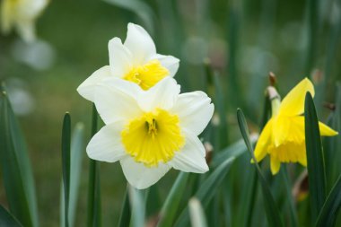Halka açık bir bahçede sarı nergislere yakın çekim