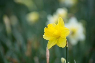 Halka açık bir bahçede sarı nergislere yakın çekim