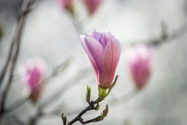 Halka açık bir bahçede pembe Magnolia çiçeklerine yakın çekim