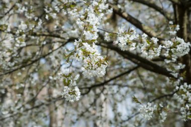 Halka açık bir bahçede beyaz kiraz çiçeklerine yakın.