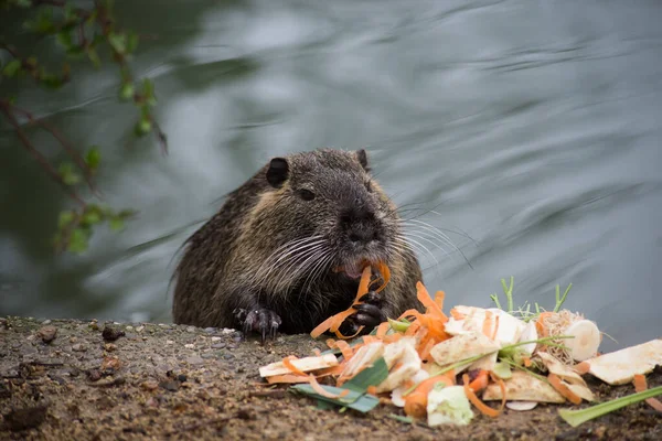 Πορτρέτο Της Άγριας Nutria Τρώει Καρότα Στο Νερό Των Συνόρων — Φωτογραφία Αρχείου