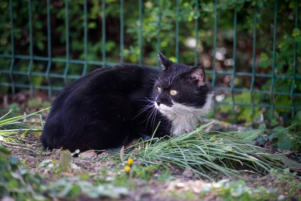 거리에 고양이의 — 스톡 사진
