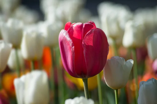 Closeup Colorful Tulips Public Garden — Stock Photo, Image