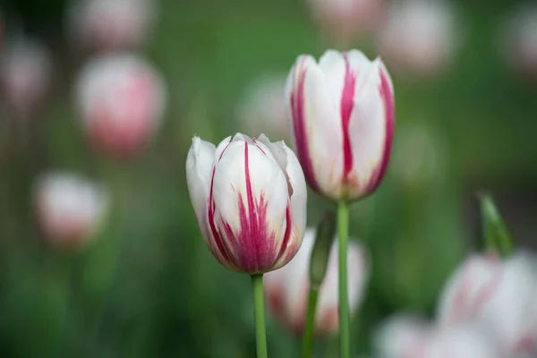 Closeup of red and white tulips in a public garden