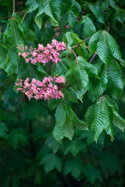 Halka açık bir bahçede kestanenin pembe çiçeklerine yakın. 