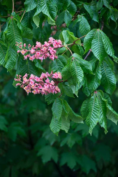 Halka açık bir bahçede kestanenin pembe çiçeklerine yakın. 