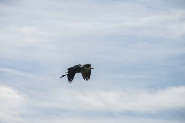Mavi bulutlu arka planda uçan balıkçıl portresi