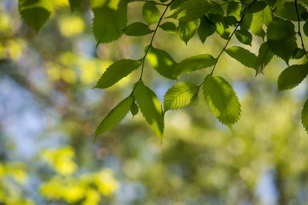 Nahaufnahme Von Lichtstrahlen Den Blättern Der Bäume Vorgarten — Stockfoto