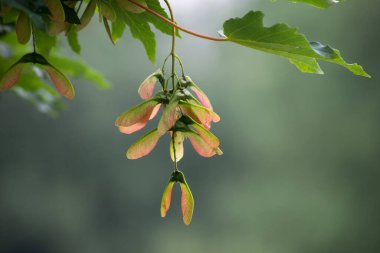 Bulanık arkaplanda ağaç dalında mapple tohumlarının yakın plan görüntüsü