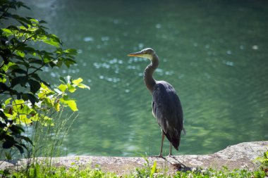 Sınır suyunda duran balıkçıl portresi