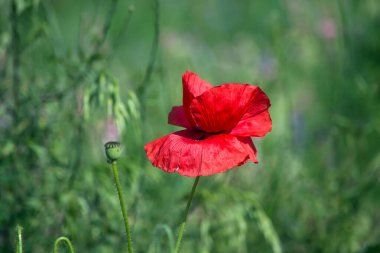 Çayırdaki yabani gelinciğin yakın çekimi.