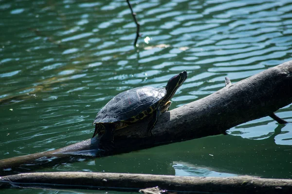 Portrait Wild Aquatic Turtle Standing Tree Branch Water — Stock Photo, Image