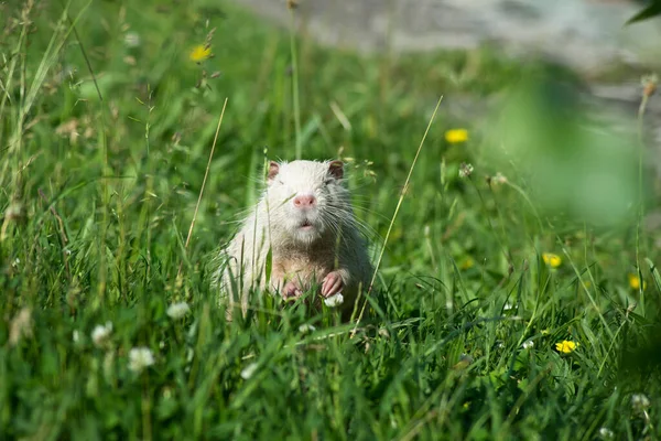 Πορτρέτο Της Λευκής Nutria Αναζητούν Κάμερα Στο Γρασίδι — Φωτογραφία Αρχείου