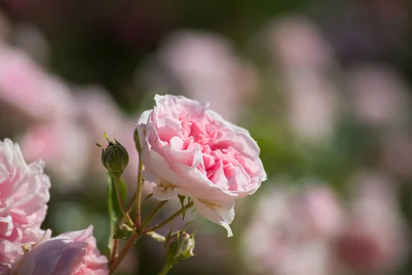 Крупный План Цветения Розовых Роз Общественном Саду Солнечному Дню — стоковое фото