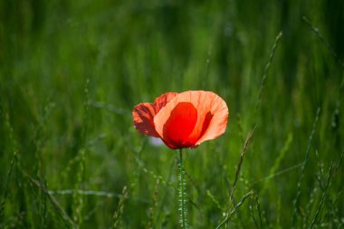 Çayırdaki yabani gelinciğin yakın çekimi.