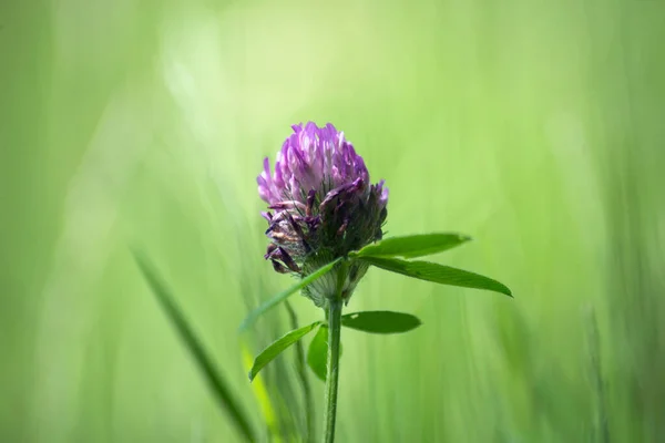 Closeup Purple Clover Flower Meadow Blurred Background — Stock Photo, Image