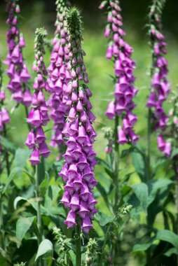 Bulanık arka planda bir çayırda mor dijitalis çiçekleri grubu