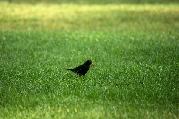 Portrait One Blackbird Earthworm Its Beak Standing Grass — Φωτογραφία Αρχείου