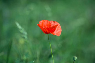 Çayırdaki yabani gelinciğin yakın çekimi.