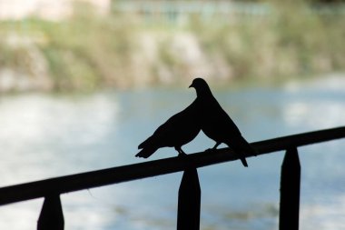 Sınır suyundaki metal bir çite tünemiş iki güvercin silueti.