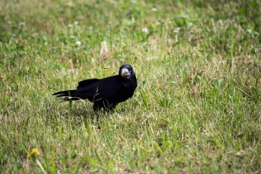 Halka açık bir bahçede çimlerin üzerinde kameraya bakan karga portresi.