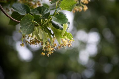 Halka açık bir bahçede, ağaç dalındaki ıhlamur ağacı çiçeklerine yakın.