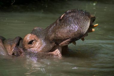 Suaygırının sudaki portresi.