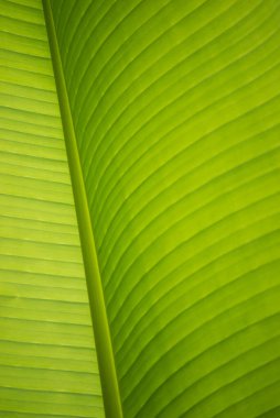 Muz yaprağı dokusuna yakın çekim