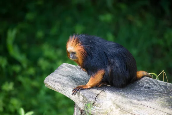 Retrato Tamarin Dourado Parque Zoológico — Fotografia de Stock
