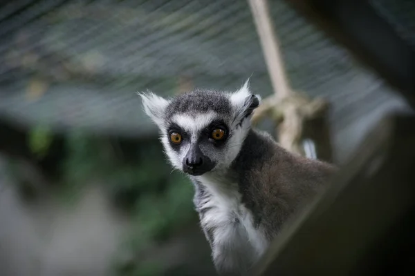 Portrait Wild Lemur Standing Tree Branch — Φωτογραφία Αρχείου