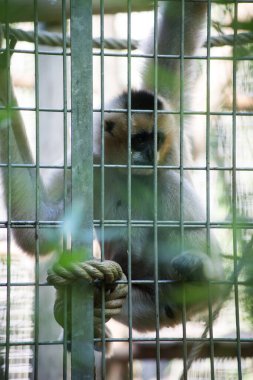 Zoologoc parkında metal bir çitin arkasında duran maymun portresi.