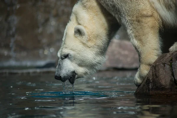 Retrato Oso Polar Aguas Fronterizas Parque Zoológico — Foto de Stock