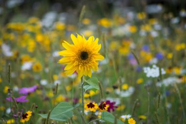 Çayırdaki yabani çiçeklerin arka planındaki ayçiçeğinin yakın çekimi