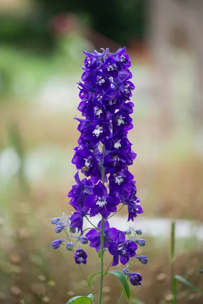 Nærbilde Blå Delfinblomst Eng – stockfoto