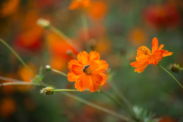 Closeup Bee Orange Cosmos Flowers Meadow — Stock Photo, Image