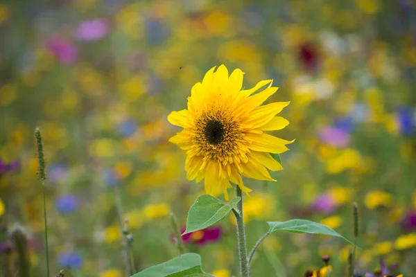 Gros Plan Tournesol Sur Fond Fleurs Sauvages Dans Une Prairie — Photo