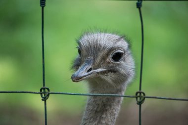 Metalik bir çitin arkasında devekuşu portresi