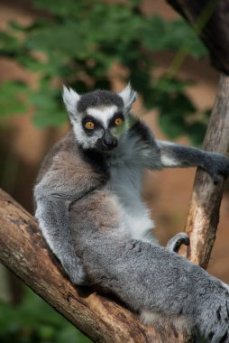 Ağaç dalında duran vahşi maki catta lemur portresi