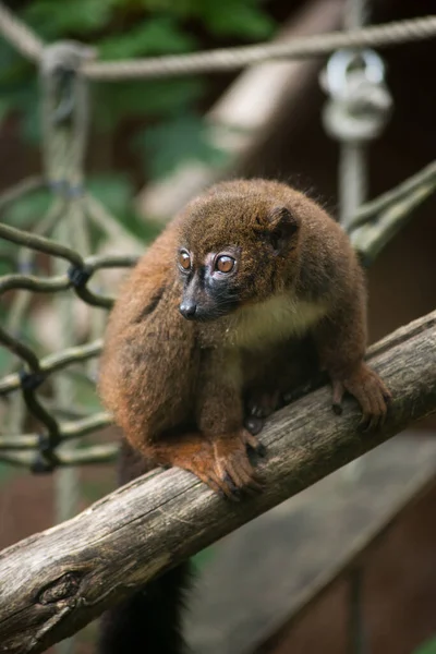 Retrato Lémur Marrón Salvaje Parado Rama Del Árbol — Foto de Stock