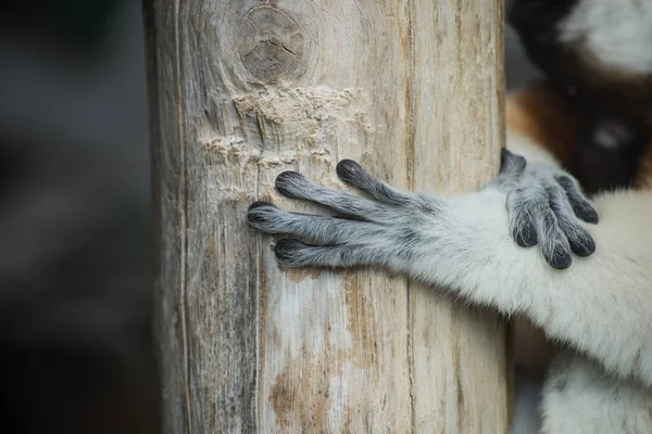 Närbild Vilda Sifaka Lemur Händer Stående Träd Gren — Stockfoto