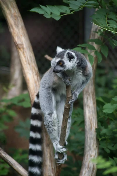 Πορτρέτο Του Άγριου Maki Catta Lemur Κλαδί Δέντρου — Φωτογραφία Αρχείου
