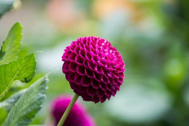 Yeşil arka planda halka açık bir bahçede pembe dalhia 'nın yakın çekimi
