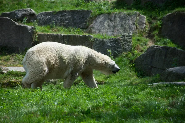 Retrato Del Oso Polar Caminando Parque Zoológico — Foto de Stock