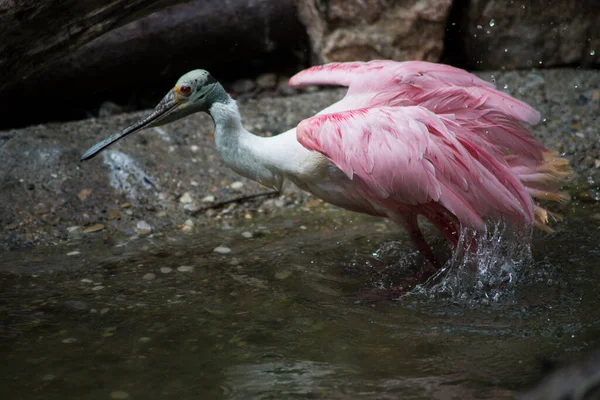 水に飛び散るピンク色の白鳥の肖像画 — ストック写真