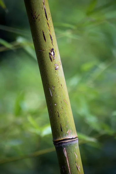 Närbild Bambusträd Allmän Trädgård — Stockfoto