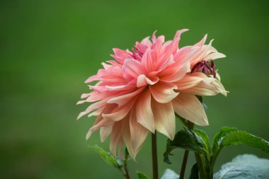 Turuncu Dalhia 'nın yeşil arka planda halka açık bir bahçede yakın çekimi.