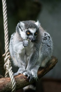 Ağaç dalında duran vahşi maki catta lemur portresi